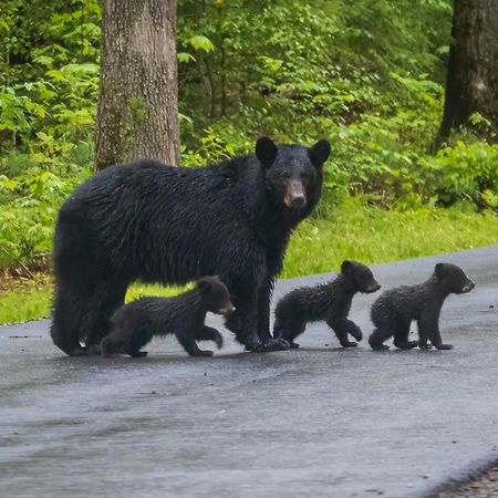 Вилла Bear End Севьервилл Экстерьер фото